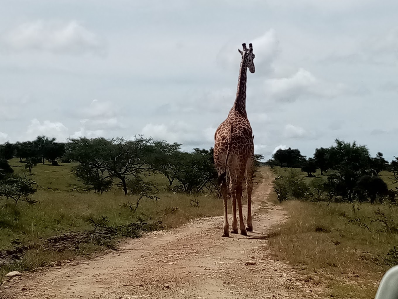 Safari Walk